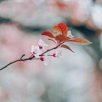 körsbärsblomning på våren sakura blommor