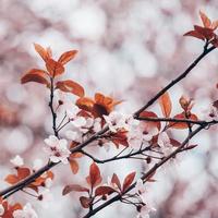 körsbärsblomning på våren sakura blommor