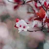 vackra körsbärsblom sakura blommor foto