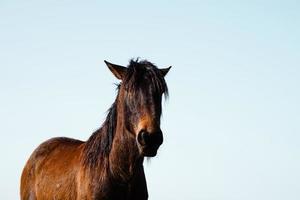 vacker brun häst porträtt