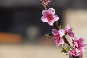 pollinering av blommor förbi bin persika. foto