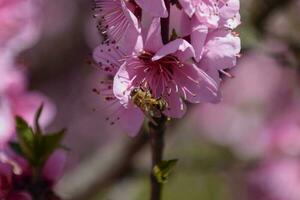 pollinering av blommor förbi bin persika. foto