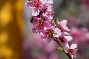 pollinering av blommor förbi bin persika. foto