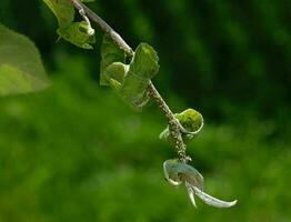 närbild av bladlus koloni - aphididae och myror - på aple träd blad. makro Foto av insekt skadedjur - växt löss, grönfluga, svart fluga eller vitfluga - sugande juice från växt.