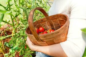 kvinna lantarbetare händer med korg plocka färska mogna ekologiska tomater foto