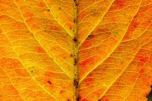 närbild höst falla extrem makro textur se av röd orange trä ark träd blad glöd i Sol bakgrund. inspirera natur oktober eller september tapet. förändra av säsonger begrepp. foto