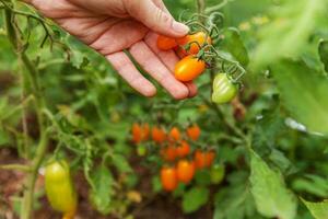 trädgårdsskötsel och jordbruk koncept. kvinna lantarbetare hand plockar färska mogna ekologiska tomater. växthusprodukter. vegetabilisk livsmedelsproduktion. tomat som växer i växthus. foto