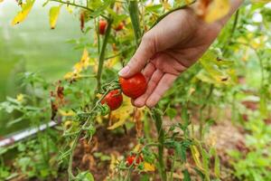 trädgårdsskötsel och jordbruk koncept. kvinna lantarbetare hand plockar färska mogna ekologiska tomater. växthusprodukter. vegetabilisk livsmedelsproduktion. tomat som växer i växthus. foto