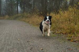 sällskapsdjur aktivitet. söt valp hund gräns collie löpning i höst parkera utomhus. sällskapsdjur hund på gående i dimmig höst falla dag. Hej höst kall väder begrepp. foto