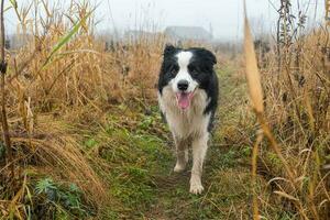 sällskapsdjur aktivitet. söt valp hund gräns collie löpning i höst parkera utomhus. sällskapsdjur hund på gående i dimmig höst falla dag. Hej höst kall väder begrepp. foto