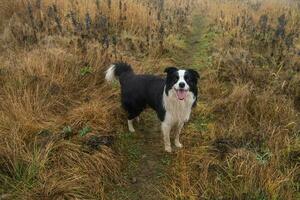 sällskapsdjur aktivitet. söt valp hund gräns collie löpning i höst parkera utomhus. sällskapsdjur hund på gående i dimmig höst falla dag. Hej höst kall väder begrepp. foto