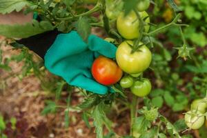 trädgårdsskötsel och jordbruk koncept. kvinna lantarbetare hand i handske plocka färska mogna ekologiska tomater. växthusprodukter. vegetabilisk livsmedelsproduktion. tomat som växer i växthus. foto