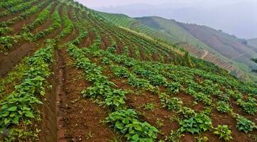 skön se av terrasserad vegetabiliska plantage, majalengka, väst java, indonesien foto