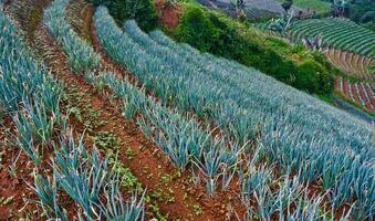 skön se av terrasserad vegetabiliska plantage, majalengka, väst java, indonesien foto