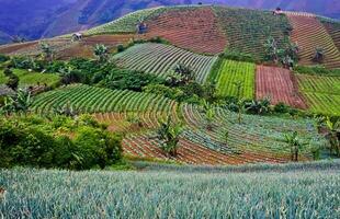 skön se av terrasserad vegetabiliska plantage, majalengka, väst java, indonesien foto