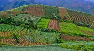 skön se av terrasserad vegetabiliska plantage, majalengka, väst java, indonesien foto