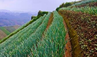 skön se av terrasserad vegetabiliska plantage, majalengka, väst java, indonesien foto