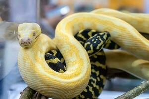 albino burmesisk python foto