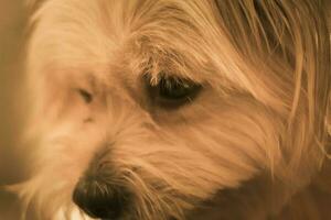 närbild fotografi av brun hund foto