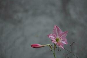 rosa blomma i de trädgård på de bakgrund av en grå vägg foto