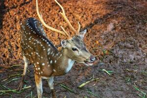 rusa total med de vetenskaplig namn axel axel på Zoo i ragunan. foto