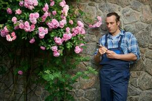 attraktiv ung manlig trädgårdsmästare blomsterhandlare i arbete utrusta, innehav trädgårdsarbete sax, stående förbi en buske av blomning ro foto