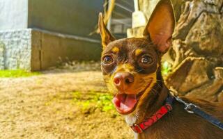 ryska leksak terrier hund porträtt ser härlig och söt Mexiko. foto