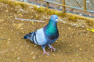 majestätisk duva fågel duvor fåglar i alajuela i costa rica. foto