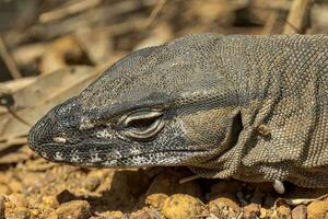 golds goanna i Australien foto