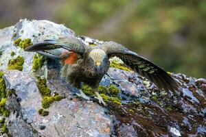 kea alpina papegoja av ny zealand foto