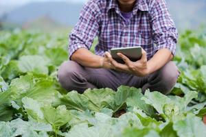 asiatisk jordbrukare som använder en digital tablett och kontrollerar unga plantor på sin gård i grönsaksgården