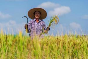asiatisk bonde som arbetar i risfältet under blå himmel