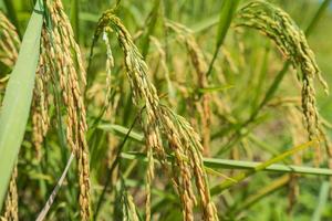 närbild av ris spik i risfält foto