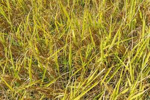 ovanifrån gult risfält bakgrund foto