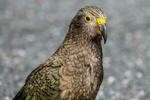 kea alpina papegoja av ny zealand foto