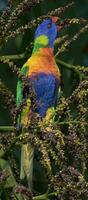 rainbow lorikeet i australien foto