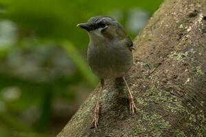 gråhårig robin i Australien foto