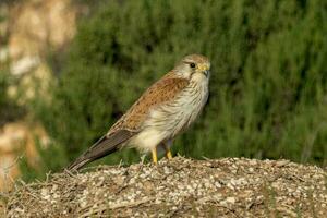 australier nankeen kestrel foto