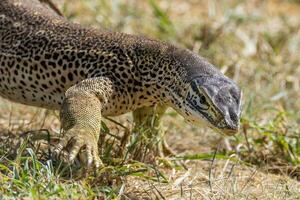 sand goanna i Australien foto