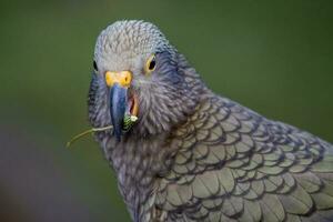 kea alpina papegoja av ny zealand foto