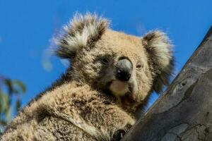 koala av Australien foto