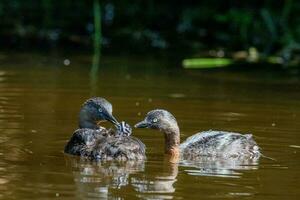 dabchick ny zealand dopping foto