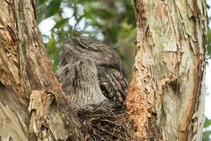 brungul frogmouth i Australien foto