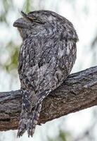 brungul frogmouth i Australien foto