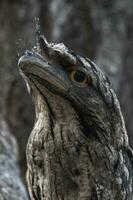 brungul frogmouth i Australien foto