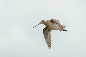 stångsvansad godwit i australasien foto