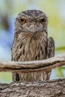 brungul frogmouth i Australien foto