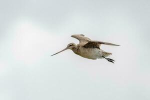 stångsvansad godwit i australasien foto