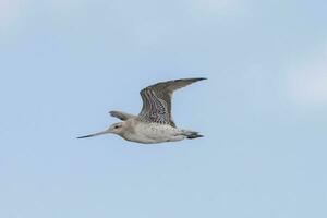 stångsvansad godwit i australasien foto