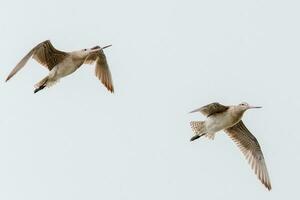 stångsvansad godwit i australasien foto